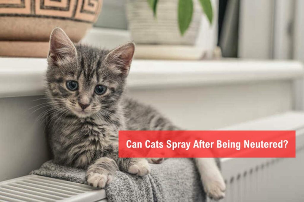 Can Cats Spray After Being Neutered? Explained by Veterinarians
